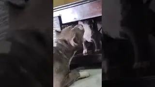 NAME THIS LITTLE DEVIL || MUSCLE DOG |MUSCLE PITBULL |DOGS LOVERS PITBULL MUSCLE  #shorts