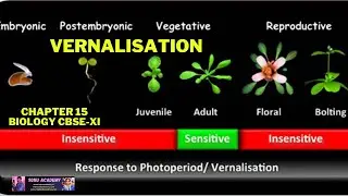 VERNALISATION | Chapter 15 | Biology | Plant Growth And Development | CBSE-XI
