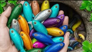Woww amazing, tangkap ikan-ikan akuarium cantik, goldfish, koi, cupang, ikan warna-warni, katak air