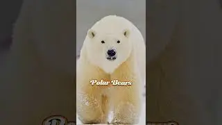 Top 10 solitary animals #shorts #animals