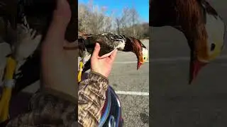 First banded duck was a Mandarin🤍
