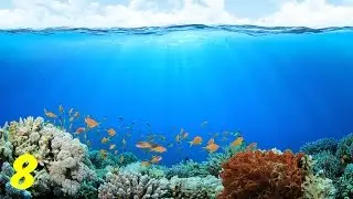 Top 8 Creepiest Sea Creatures - TheListBomb
