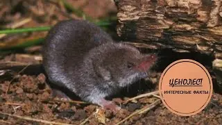 ЦЕНОЛЕСТ 🦘- Лесной разбойник🌳🐭🌳