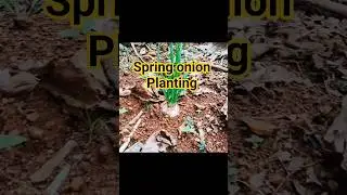 spring onion ☀️