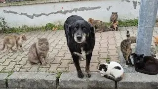The Dog Who Thinks He’s a Cat 🐶🐱 Eating Cat Food with Cats