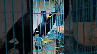BEO PINTAR BICARA ASSALAMUALAIKUM!!!