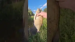 River Eden Bream.