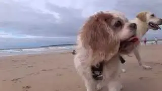 14 yr old Cavalier walking & running on the beach, Sydney 2014