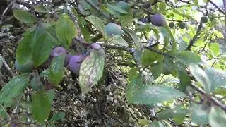 Wild Camp In A Conifer Wood  & Live Trapping A Field Mouse