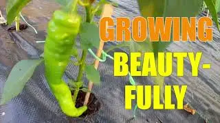 My Weedless Garden # 14. Growing BEAUTY- FULLY  2021