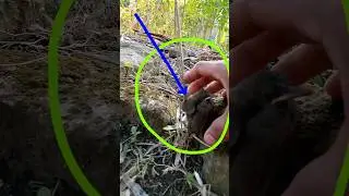 how to catch #birds very easy