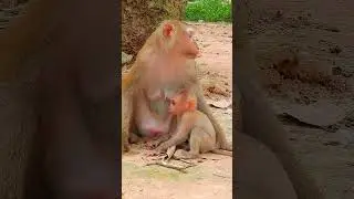 Cute baby monkeys #cute#Monkeys#animals #monkeygirl #gorgeoumonkey #monkey #cutemonkey #cuteanimal.