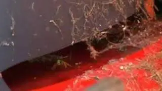 Unusual wasp nest