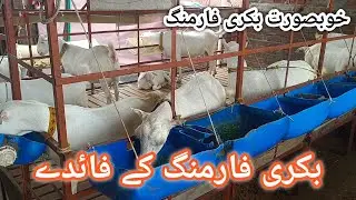 Teddy Goat Farm ll Bakri ke fayde ll Beautiful Goat setup ll Teddy famous breed ll Bakri ka shoq kes