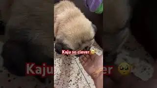 This Always Melt My Heart 🥰&hearts;️🎀 #shorts #minivlog #pug #pets #dog #youtubeshorts #viral