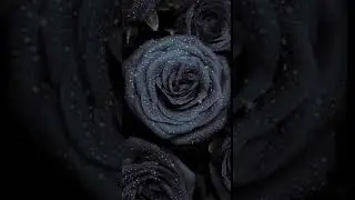 A rose that changes colour Animated
