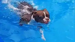 Este Perro Corre a Toda Velocidad Solo Para Tirarse a Su Piscina Cubierta Cada Noche