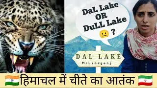 Dal Lake Honest Review 2025 || The Story of Leopard Attacks in Himachal || Sunset View Point Naddi
