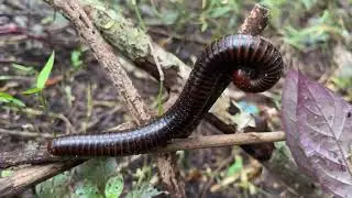 Catching millipedes 