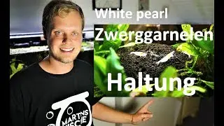 Zwerggarnelen 