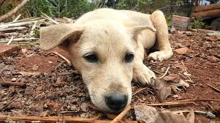 trời lạnh gió và cún nhỏ