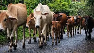 Video Menggiring Kawanan Sapi Lembu Kampung Berjalan Berkerumunan Di Perkampungan 