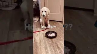 Goldie can&rsquo;t hold food temptation!