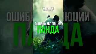 Панда: ошибка эволюции