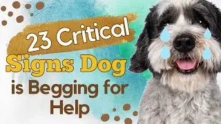 23 Critical Signs your Dog is Begging for Help