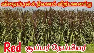 Red Super Napier Farm & Sales | சிவப்பு பசுந்தீவனம் வளர்ப்பு & விற்பனை | JP Tamil Tv