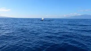 The Ultimate Whale Watch - December 2022 (Maui, Hawaii)