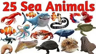 Sea Creatures for Kids | Learn Aquatic Animal Names  Ocean Life for Toddlers & Preschoolers
