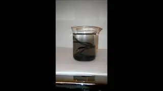 Single Replacement Iron in Silver Nitrate