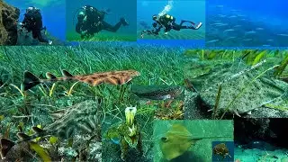 Buceo en el Tablado, el veril 12-10-2022