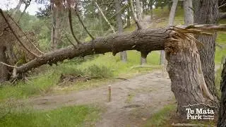 Te Mata Park - Forestry and Re-vegetation Project 2020