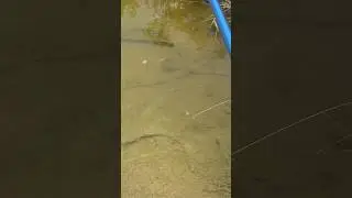 Como pegar til&aacute;pia f&aacute;cil