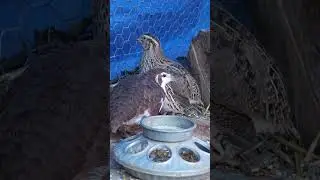 Celadon Cortunix Quail #nature #naturelovers #birds #bird #quail #farming #farmer #farm #animals