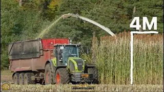 Lohnunternehmer h&auml;ckseln bis zu 4m hohe Hirse! Gro&szlig;aufgebot beim Lohn h&auml;ckseln Hirse Ernte 2021