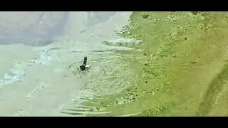 #duck #funny #swim #ocean #california #nature #new #youtube #trending #shorts #explore #explorepage