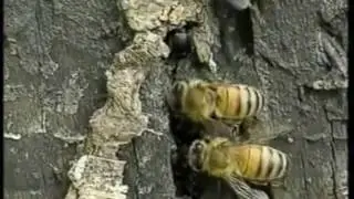 Aethina Tumida - ya esta llegando....