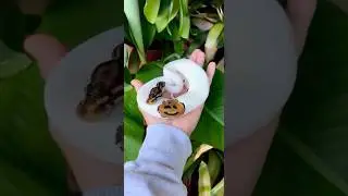 Shocking Animal Small To Giant Transformation...!!