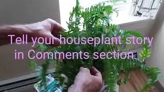 Talk to your houseplants!