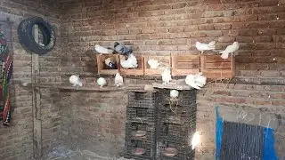 LIVE Pigeons 🕊️ Beautiful Birds in Real Time | Peaceful Nature Stream&rdquo;