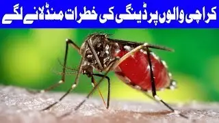 Rise of Dengue Fever in Karachi, Warning of Health Department | 4 October 2018 | Dunya News