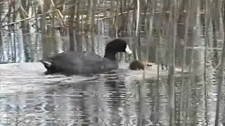 Infanticide of brood parastic chick