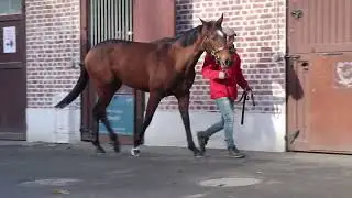 2025 Vente d'Elevage - Lot 241f. WAITING FOR YOU (BATED BREATH x WORTHWHILE)