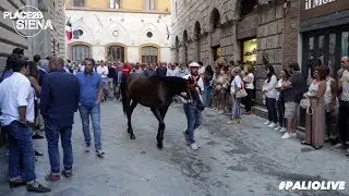 Ingresso delle Contrade in Piazza del Campo per la Quarta Prova
