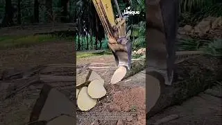 Logging: a sustainable wood source with cutting