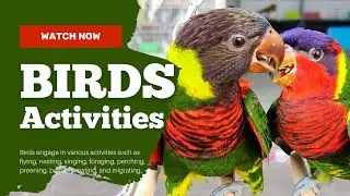 Birds Activities | Chatuchak Weekend  market | Bangkok | Thailand ||