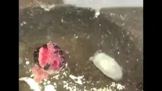 sea anemone reacts at approaching pleurobranch, probably Berthella strongi